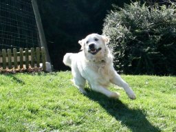 toller Junghund - Golden Ret. Rüde Timmy