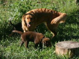 Tolles_Duo