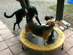 trampolin