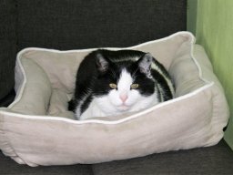 urgemütlicher Kater Quälix