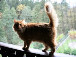 urgemütlicher, sanfter Norwegische Waldkatze Kater Leonis