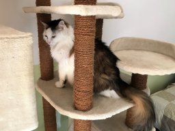 verschmuste Katzendame Happy - kleiner