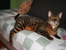 verschmuster_Bengalen-Prachtkater_Merlin_1