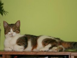 verschmustes_KatzenmÃ¤dchen_Schnurli