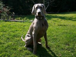 Weimaraner_RÃ¼de_Ludwig