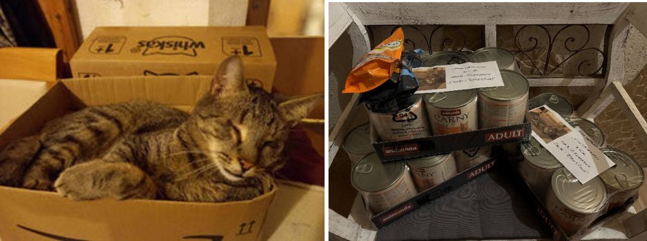 CatsDogsMore 5