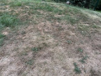 noch eine ausgebrannte Wiese