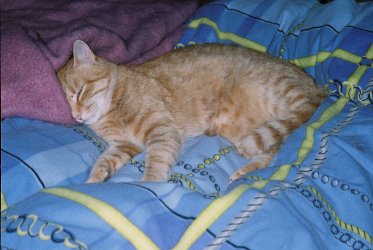 roter Kater schläft auf dem Bett