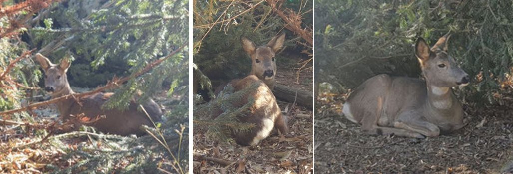 Wildtiere 3