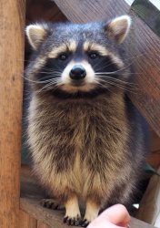 Waschbär