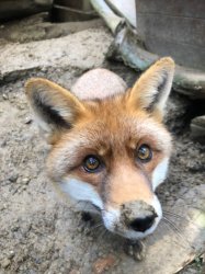Fuchs
