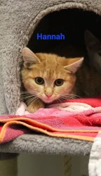 Die Katze Hannah