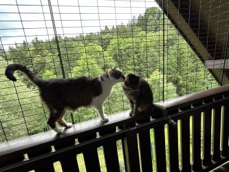 2 Katzen beschnuppern sich auf dem Balkongeländer