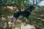 Hundepflege im Herbst