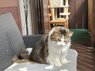 Lucky ganz entspannt auf dem Balkon