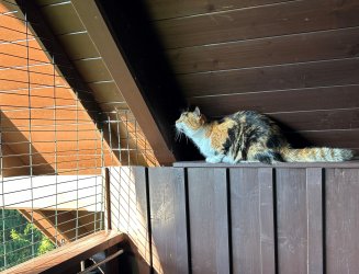 sehr zutrauliche EKH Katze Lucky auf dem Balkon