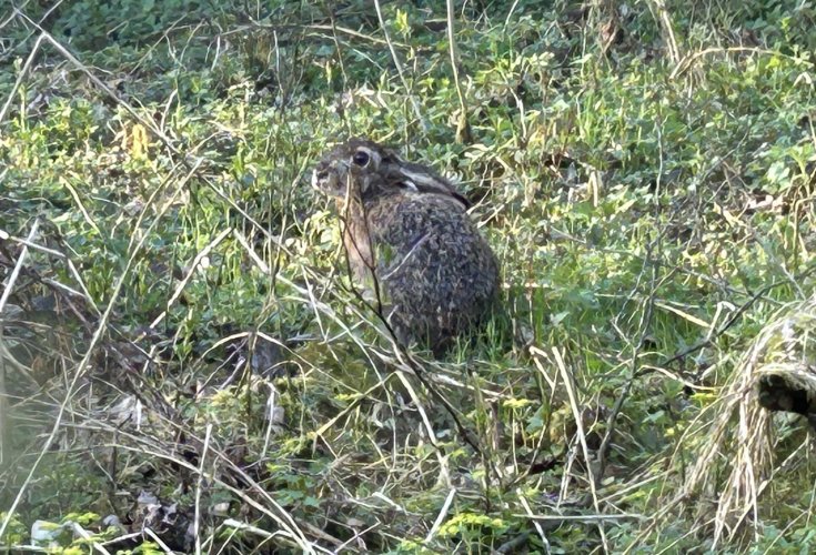 Hase