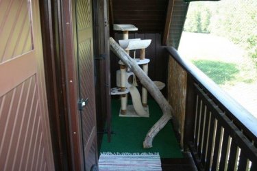 Outdoor Katzen - Balkon ostseitig 3