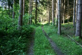 kuehle Waldwege
