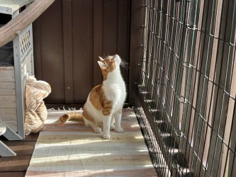 Tare auf dem Balkon