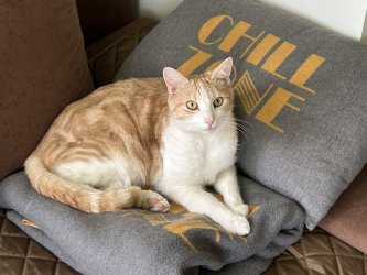 Wicki ganz gechillt kleiner