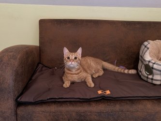 entzckender Jungspunt Kasimir auf dem Sofa