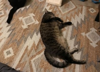Katzen Zorro und Simba chillt auf dem Teppich