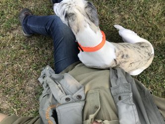 Whippetrüde Jaro liegt in der Wiese