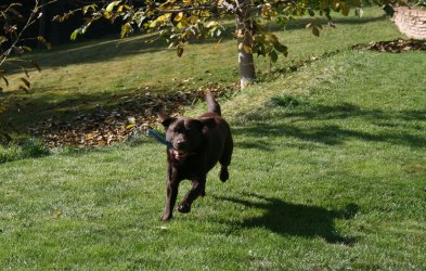Karlos läuft mit auf der Wiese und hat ein Holz im Mund