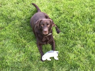 Karlos liegt in der Wiese und vor ihm liegt sein Spielzeug