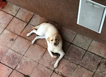 Labradorhündin Nala liegt entspannt vor der Hundeklappe