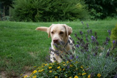 liebe Labradorhündin Nala hinter einem Lavendelstrauch