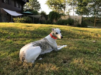 sanfter Whippet Rüde Jaro liegt in der Wiese