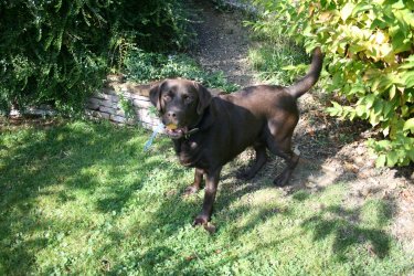 unkomplizierter lieber Labradorrüde Karlos steht im Halbschatten