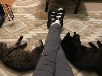 super liebes Katzenpärchen Zorro und Simba ganz entspannt auf dem Teppich