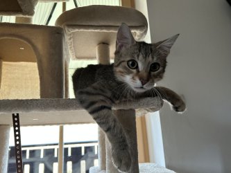 unser Jungkater Charly 