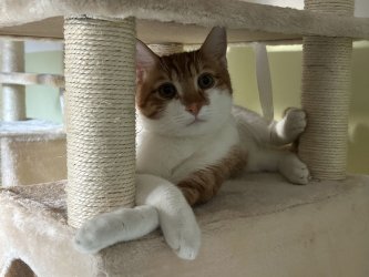 super lieber EkH Kater Tare kleiner